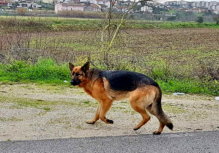 Rádio Regional do Centro: Mil animais abandonados por ano em Coimbra