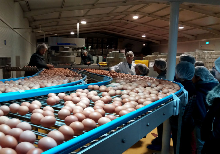 Rádio Regional do Centro: Alunos de Soure visitaram empresa de produção de ovos