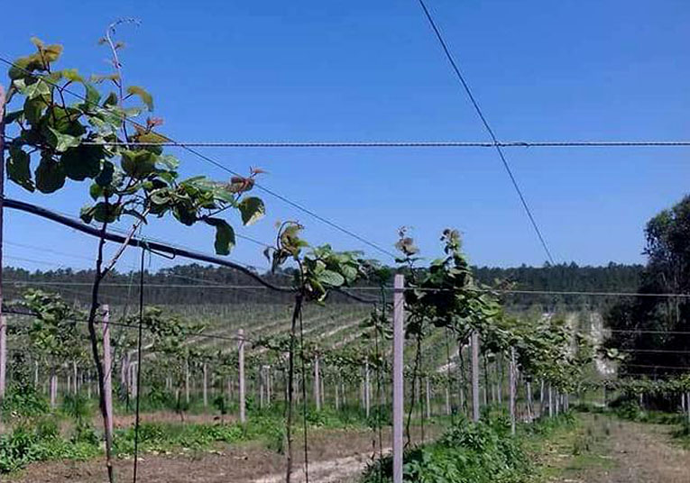 Rádio Regional do Centro: Kiwicoop dedicou encontro em Pombal à “inovadora fileira do kiwi”