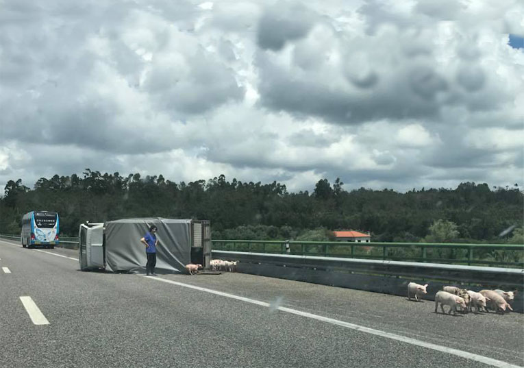 Rádio Regional do Centro: Soure: Transporte de leitões colide com autocarro na A1