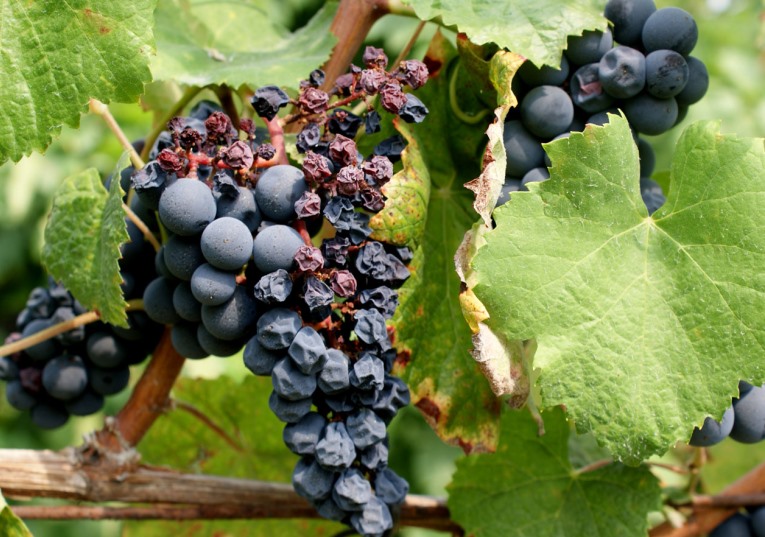 Rádio Regional do Centro: Vindimas atrasadas e fortes quebras na produção de vinho