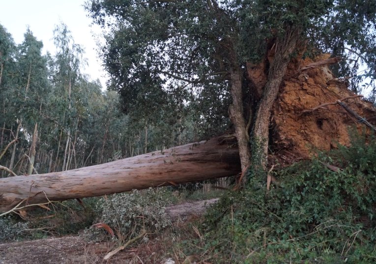 Rádio Regional do Centro: Mau tempo: Autarca de Soure estima um milhão de euros de prejuízo