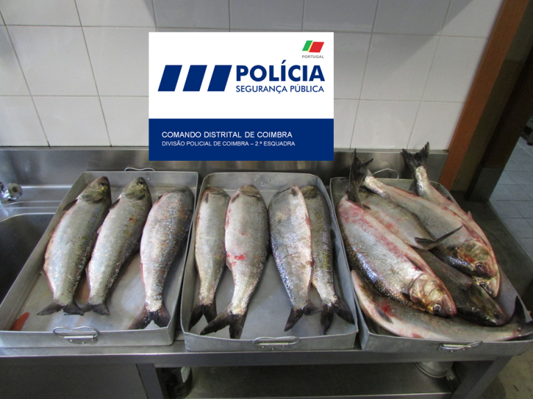 Rádio Regional do Centro: PSP apreende peixe apanhado junto à ponte do Açude