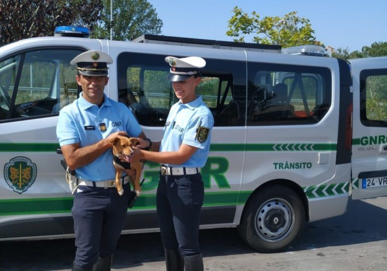 Rádio Regional do Centro: Pombal: GNR recuperou animal de companhia Rádio Regional do Centro: Pombal: GNR recuperou animal de companhia