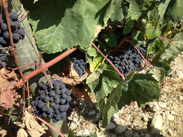 Rádio Regional do Centro: Vinhos da Bairrada com menos quantidade e melhor qualidade no espumante Rádio Regional do Centro: Vinhos da Bairrada com menos quantidade e melhor qualidade no espumante