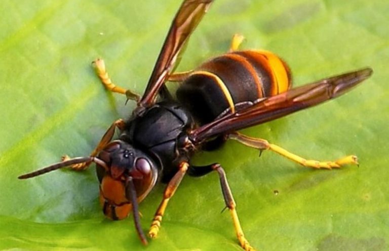 Rádio Regional do Centro: Oliveira do Hospital destruiu 367 ninhos de vespas em 2020