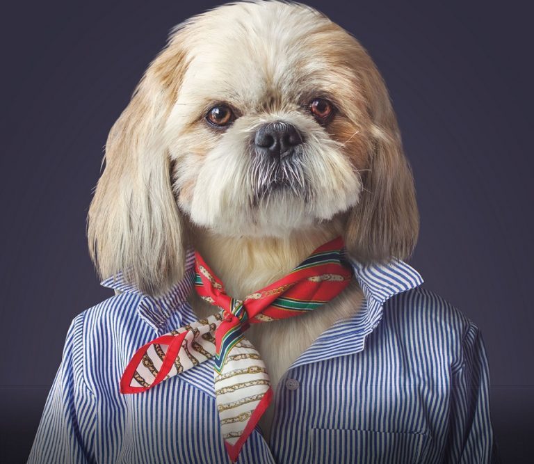 Rádio Regional do Centro: Figueira da Foz: “Donos dos cães são uma raça perigosa” Rádio Regional do Centro: Figueira da Foz: “Donos dos cães são uma raça perigosa”