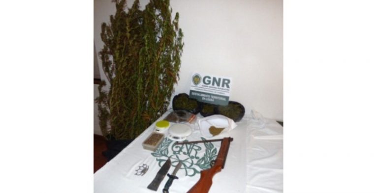 Rádio Regional do Centro: Sexagenário detido por cultivo de cannabis e posse de arma proibida Rádio Regional do Centro: Sexagenário detido por cultivo de cannabis e posse de arma proibida