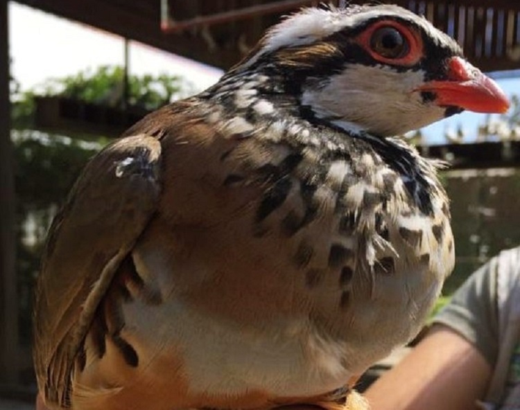 Rádio Regional do Centro: Perdiz eleita espécie do mês do Parque Biológico da Serra da Lousã