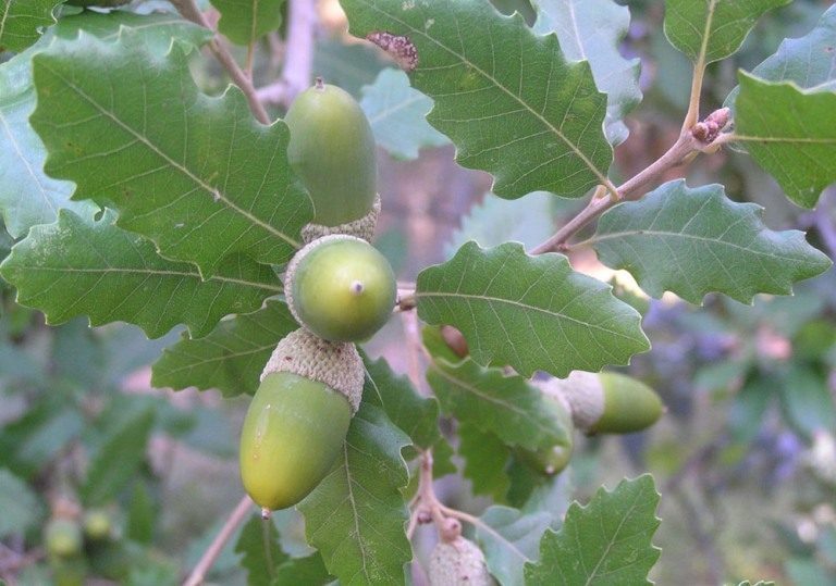 Rádio Regional do Centro: Ansião quer valorizar e explorar bolota de Sicó Rádio Regional do Centro: Ansião quer valorizar e explorar bolota de Sicó