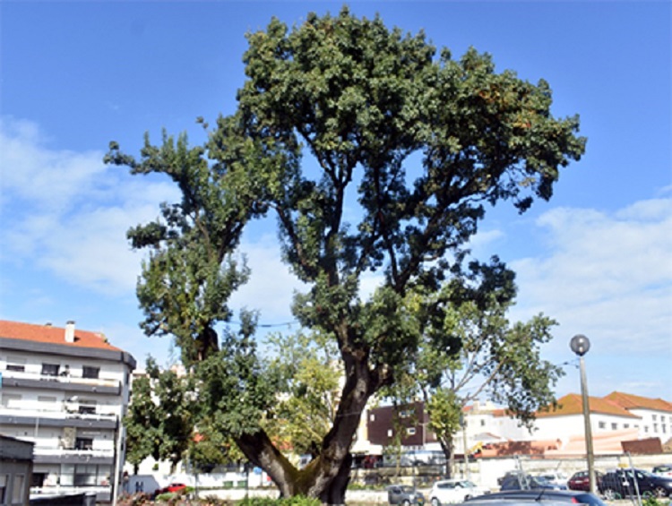 Rádio Regional do Centro: Manifestantes impedem abate de árvore na Figueira da Foz