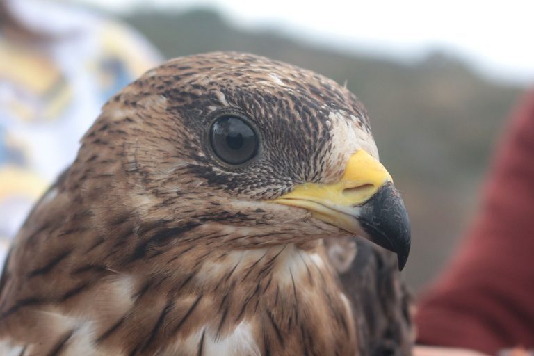 Rádio Regional do Centro: Coimbra: Falcões vão controlar pombos no Mercado de D. Pedro V