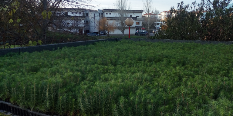 Rádio Regional do Centro: Oliveira do Hospital entrega 120 mil árvores para acções de reflorestação