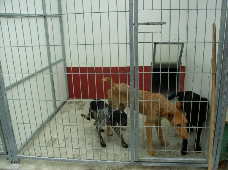 Rádio Regional do Centro: Famílias de acolhimento isentas de taxas de adopção no canil de Coimbra