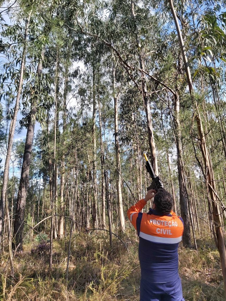 Rádio Regional do Centro: Cantanhede destruiu 388 ninhos de vespa asiática em 2019