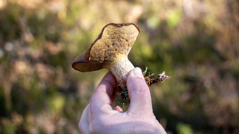 Rádio Regional do Centro: Pampilhosa da Serra: Aventureiros desvendaram o importante mundo micológico Rádio Regional do Centro: Pampilhosa da Serra: Aventureiros desvendaram o importante mundo micológico