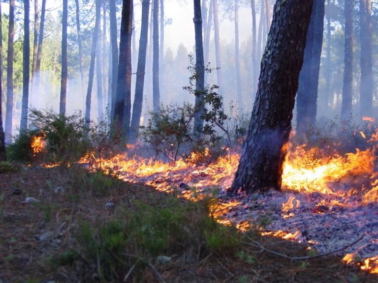 Rádio Regional do Centro: Comissão Regional de Fogos Rurais do Centro prepara Programa de Acção