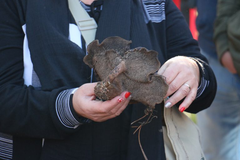 Rádio Regional do Centro: Pampilhosa da Serra realiza este domingo Passeio Micológico