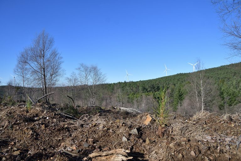 Rádio Regional do Centro: Associação Baldios de Vila Nova refloresta área de 2,5 hectares