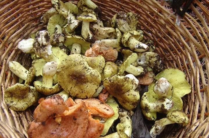 Rádio Regional do Centro: Cantanhede: “À Descoberta dos Cogumelos” Rádio Regional do Centro: Cantanhede: “À Descoberta dos Cogumelos”