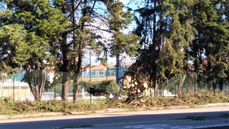 Rádio Regional do Centro: Distrito de Coimbra em alerta amarelo regista 150 árvores caídas
