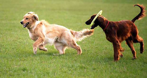 Rádio Regional do Centro: Banco Solidário Animal com nova campanha de recolha de bens