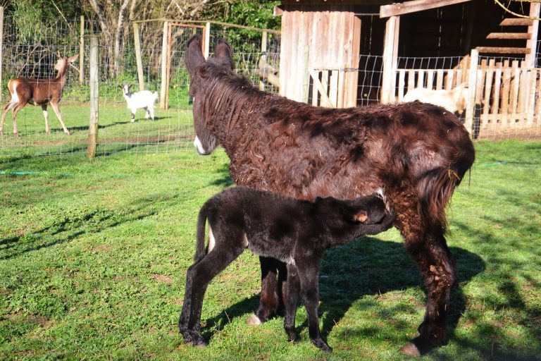 Rádio Regional do Centro: Burro bebé é o animal de Fevereiro do Parque Biológico de Miranda