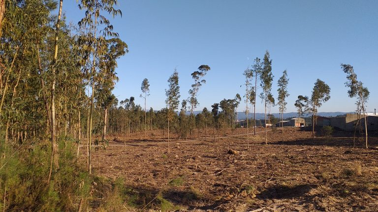 Rádio Regional do Centro: Oliveira do Bairro limpou terrenos junto a zonas industriais e rede viária