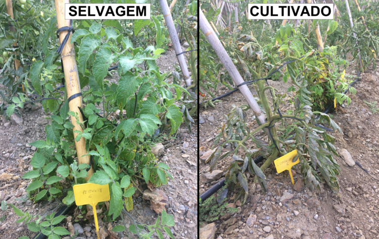 Rádio Regional do Centro: Estudo da UC revela que plantas de tomate defendem-se melhor das pragas