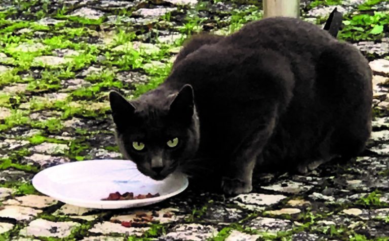 Rádio Regional do Centro: Somos Coimbra promove tertúlia sobre animais silvestres