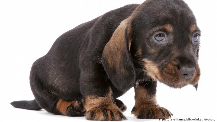 Rádio Regional do Centro: Covid-19: Associações de animais temem menos donativos e aumento de abandonos