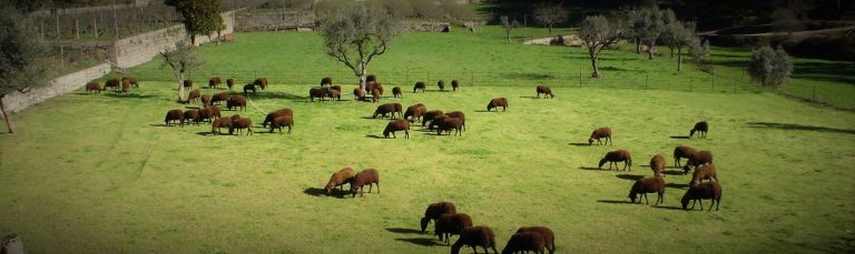 Rádio Regional do Centro: Falta de escoamento do leite para queijo da serra preocupa associação