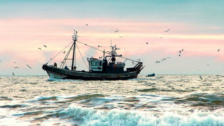 Rádio Regional do Centro: Pescadores do Centro Litoral registam quebra de 50% do valor do peixe na lota