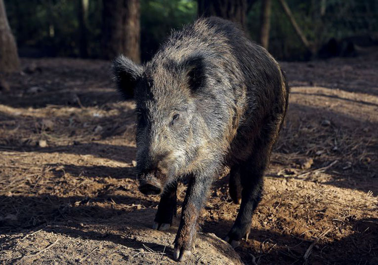 Rádio Regional do Centro: Agricultores de Coimbra exigem controlo de animais que destroem culturas