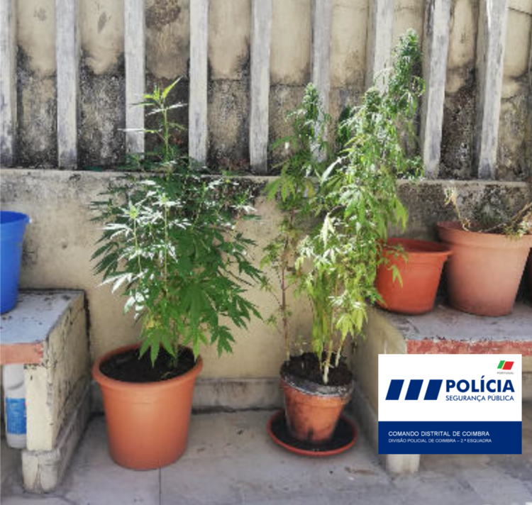Rádio Regional do Centro: Coimbra: PSP deteve homem por cultivo de droga