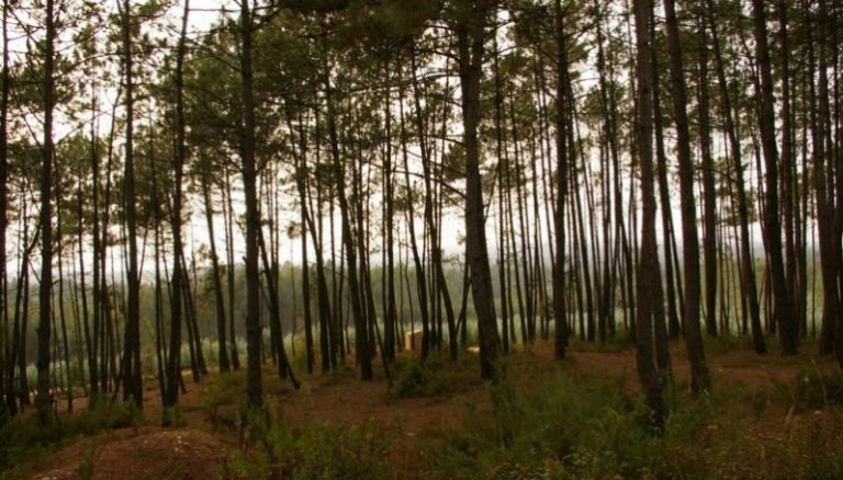 Rádio Regional do Centro: Especialista da Agrária de Coimbra questionou legislação sobre a floresta