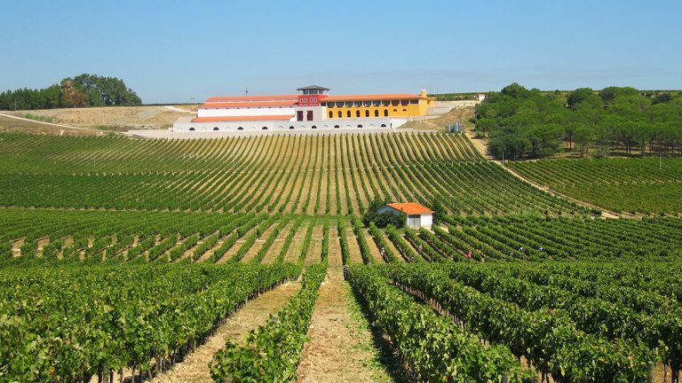 Rádio Regional do Centro: Bairrada ultrapassa os 20 milhões de litros de vinhos