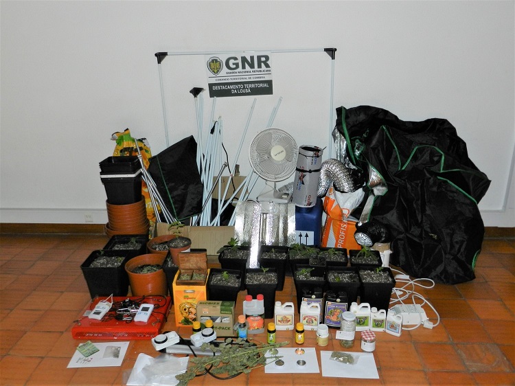 Rádio Regional do Centro: GNR deteve um homem que tinha estufas de cannabis na Lousã