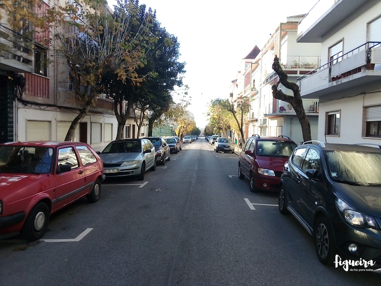 Rádio Regional do Centro: Figueira da Foz inicia requalificação do estrato arbóreo esta quarta-feira