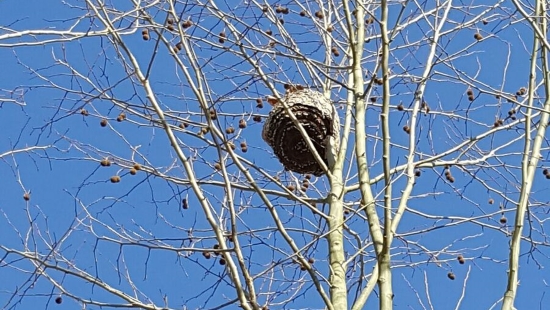 Rádio Regional do Centro: Protecção Civil de Cantanhede destruiu 436 ninhos de vespa asiática em 2020