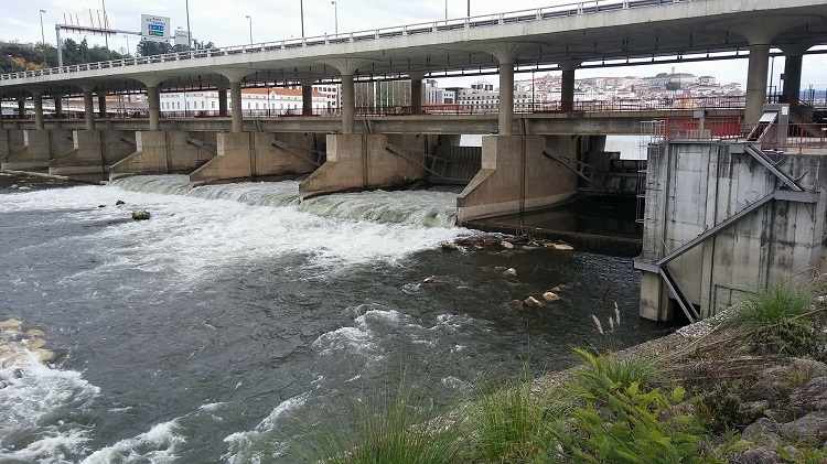 Rádio Regional do Centro: Governo define datas para pesca da lampreia, sável e savelha no Mondego