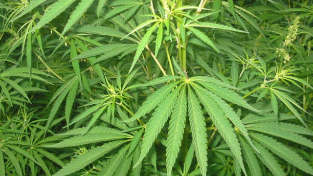 Rádio Regional do Centro: Cantanhede: Aprovada primeira substância à base da canábis em Portugal