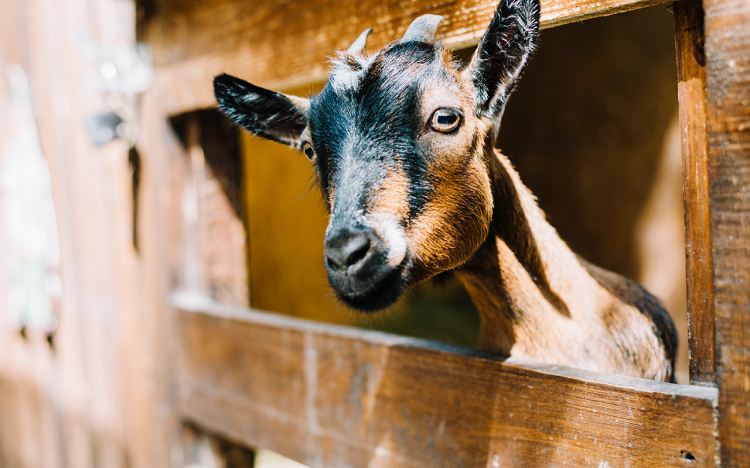 Rádio Regional do Centro: Pandemia dificulta negócios da caprinicultura na Serra da Lousã