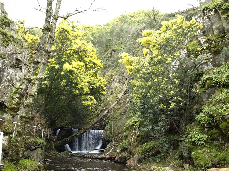 Rádio Regional do Centro: Estudo da UC conclui que as acácias podem comprometer seriamente os ribeiros
