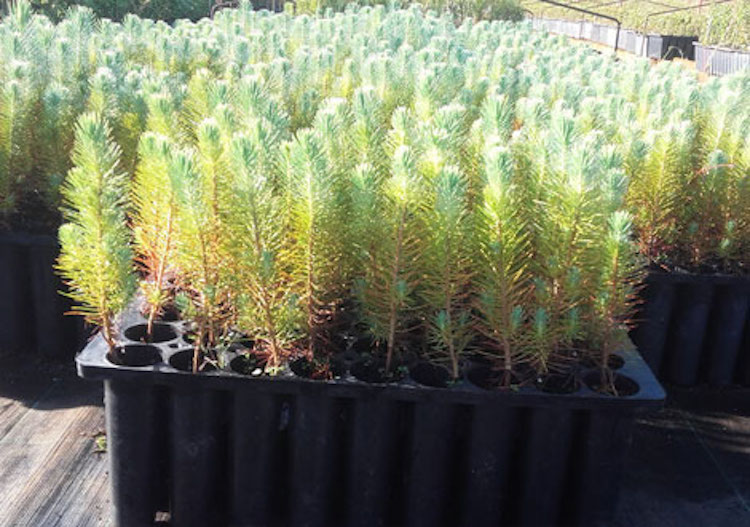 Rádio Regional do Centro: Município de Cantanhede disponibiliza 10 000 plantas autóctones gratuitas