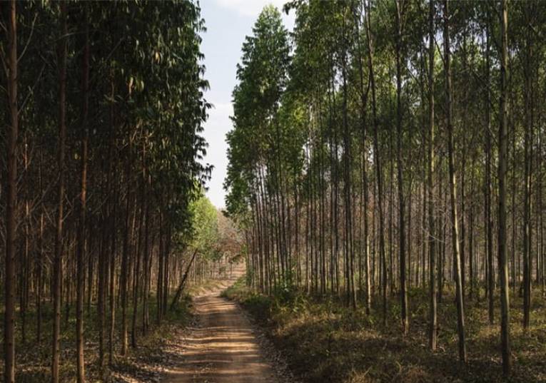 Rádio Regional do Centro: Incêndios de 2017 originaram maior densidade de eucaliptos alguma vez registada