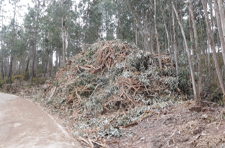 Rádio Regional do Centro: Anadia apela à remoção de sobrantes de exploração para defesa da floresta