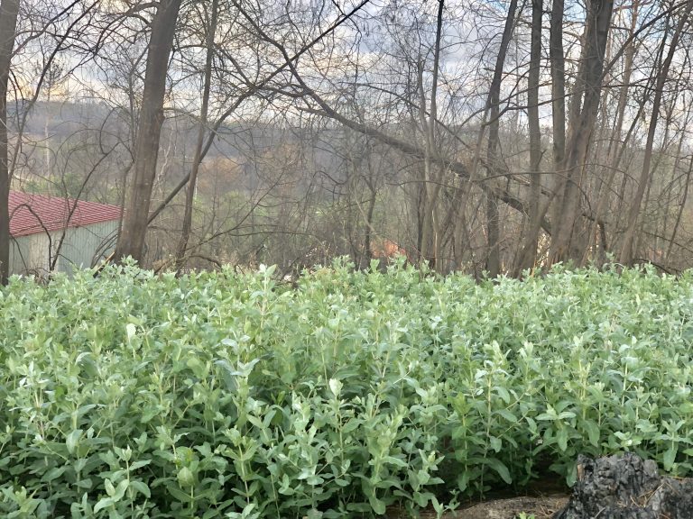 Rádio Regional do Centro: Oliveira do Hospital: António Campos integra o projecto “Eucalipto Zero”