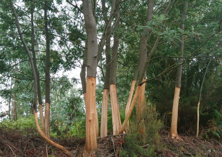 Rádio Regional do Centro: UC apresenta resultados de projecto sobre controlo de espécies invasadoras
