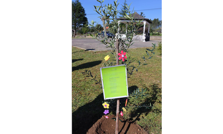 Rádio Regional do Centro: Município de Anadia planta oliveiras em todas as freguesias do concelho